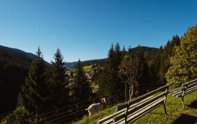 Rossbrand - Photo 34